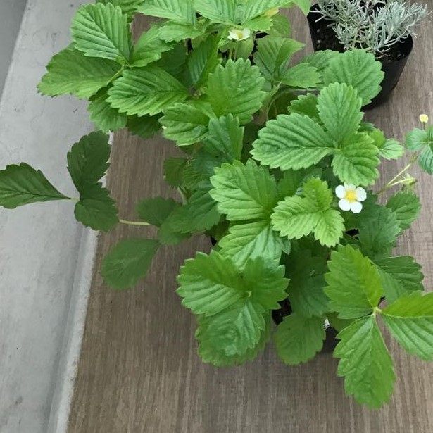 食べられる実のなる植物 ワイルドストロベリー Nakashouの庭